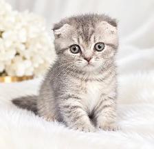 ✨ MAGNIFIQUES CHATONS SCOTTISH FOLD - Photo 3