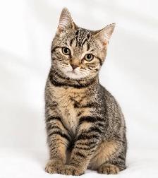 ✨ MAGNIFIQUES CHATONS SCOTTISH FOLD - Photo 4