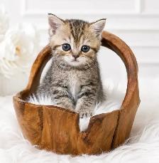 ✨ MAGNIFIQUES CHATONS SCOTTISH FOLD - Photo 5