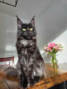 Maine Coon Female