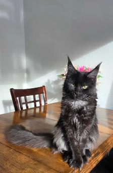 Maine Coon Female - Photo 2