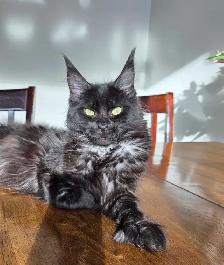 Maine Coon Female - Photo 3