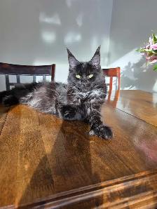 Maine Coon Female - Photo 4