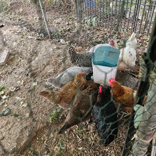 8 older chickens