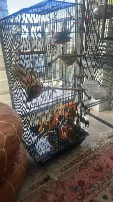 Bird Cage - Photo 2