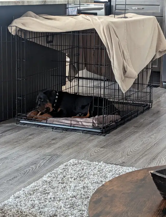 X-LARGE DOG TRAINING CRATE