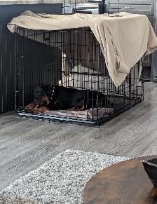 X-LARGE DOG TRAINING CRATE