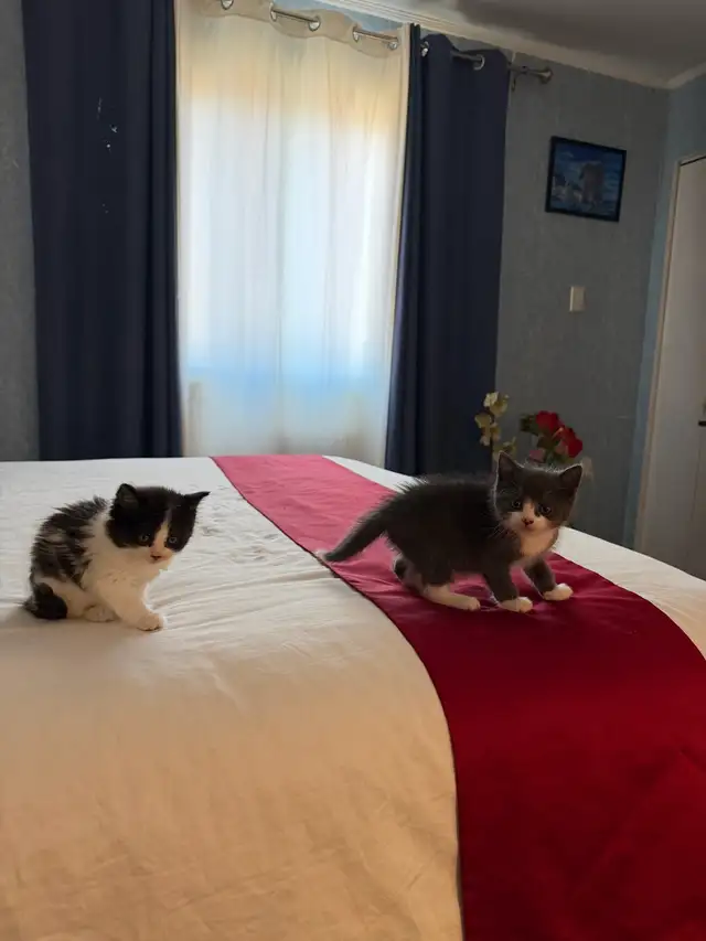 Adorables chatons à la recherche d’une famille pour la vie