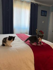 Adorables chatons à la recherche d’une famille pour la vie