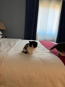 Adorables chatons à la recherche d’une famille pour la vie - Photo 2