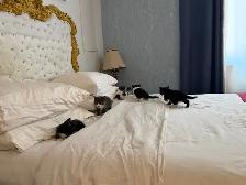 Adorables chatons à la recherche d’une famille pour la vie - Photo 3