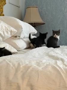 Adorables chatons à la recherche d’une famille pour la vie - Photo 4