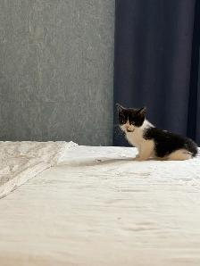 Adorables chatons à la recherche d’une famille pour la vie - Photo 5