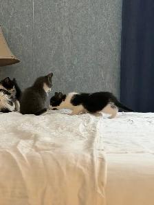 Adorables chatons à la recherche d’une famille pour la vie - Photo 6