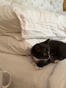 Adorables chatons à la recherche d’une famille pour la vie - Photo 7