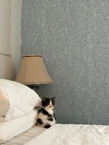 Adorables chatons à la recherche d’une famille pour la vie - Photo 8