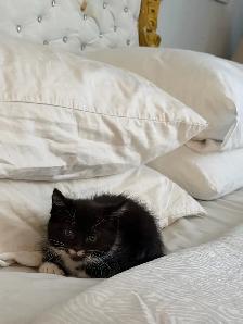 Adorables chatons à la recherche d’une famille pour la vie - Photo 9
