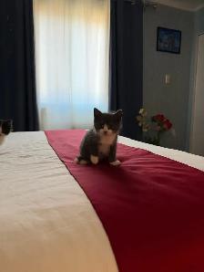 Adorables chatons à la recherche d’une famille pour la vie - Photo 10