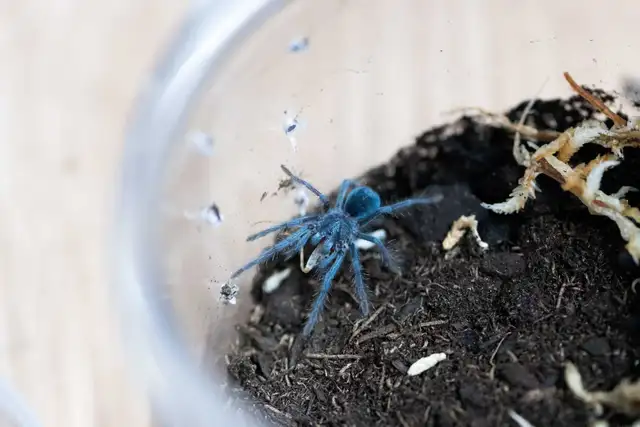 Phormictopus sp Azul rare slings and others