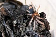 Phormictopus sp Azul rare slings and others - Photo 2