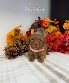 F1BB Mini Goldendoodles
