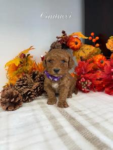 F1BB Mini Goldendoodles - Photo 2