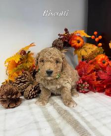 F1BB Mini Goldendoodles - Photo 3