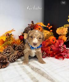 F1BB Mini Goldendoodles - Photo 4