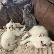 Scottish fold Siamese boys - Photo 2