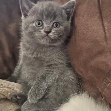 Scottish fold Siamese boys - Photo 3