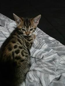 Chatons Bengal Mix à vendre !! Magnifiques - Photo 5