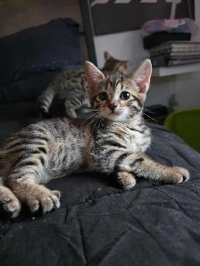 Chatons Bengal Mix à vendre !! Magnifiques - Photo 6
