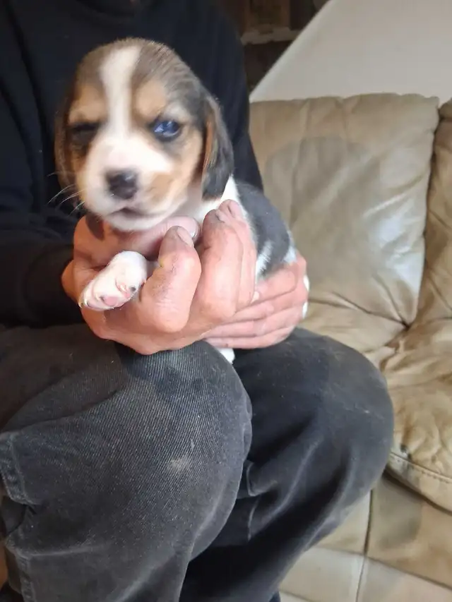 beagle pocket tricolore