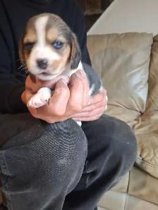 beagle pocket tricolore