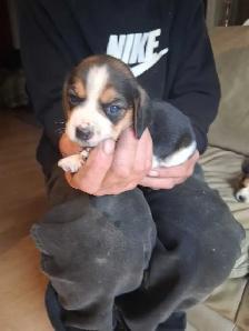 beagle pocket tricolore - Photo 2
