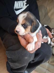 beagle pocket tricolore - Photo 3