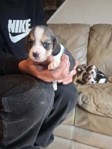 beagle pocket tricolore - Photo 4