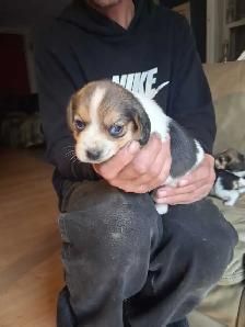 beagle pocket tricolore - Photo 5