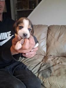 beagle pocket tricolore - Photo 6