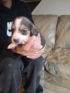 beagle pocket tricolore - Photo 7