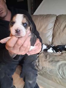 beagle pocket tricolore - Photo 8