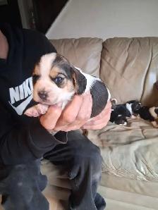 beagle pocket tricolore - Photo 9