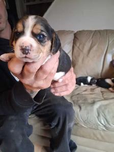 beagle pocket tricolore - Photo 10