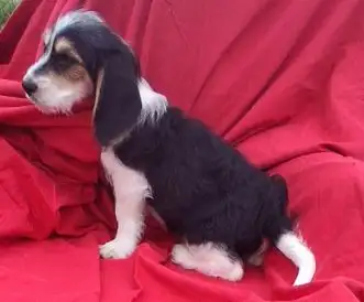 Dear small basset toodle (new breed in the making) for sale.