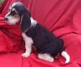 Dear small basset toodle (new breed in the making) for sale.