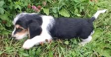 Dear small basset toodle (new breed in the making) for sale. - Photo 2
