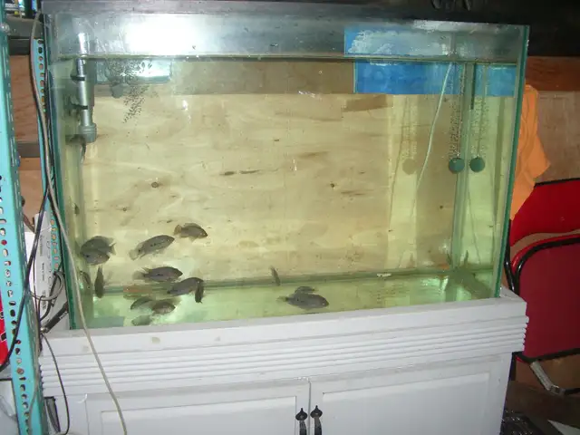 FOR SALE 45 GALLON TANK AND STAND BOTH $80