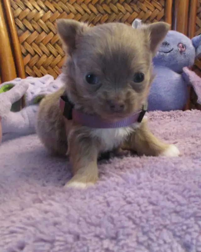 'Chihuahua  Male Small Lilac Long Haired'