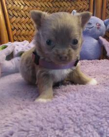 'Chihuahua  Male Small Lilac Long Haired'