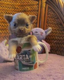 'Chihuahua  Male Small Lilac Long Haired' - Photo 2